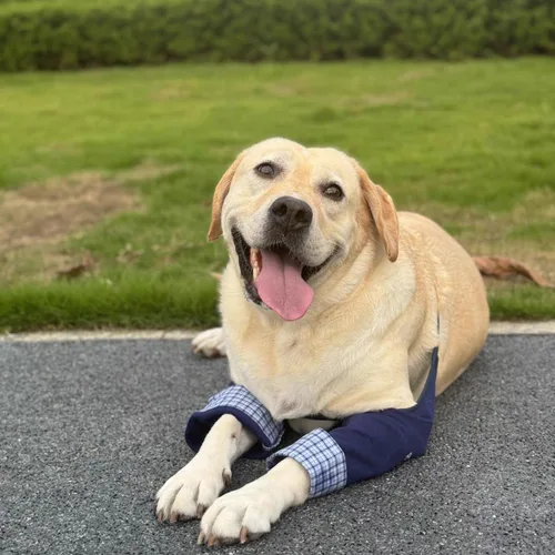 Vista 8 de Coderas de perro de estilo formal, rodilleras delanteras para perros grandes, protección contra heridas y soporte antilamer para piernas o Azul