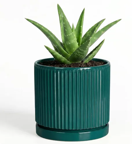 Vista 53 de 8 Inch Flower Pot, Ceramic Planters, Round Plant Pot, Beige