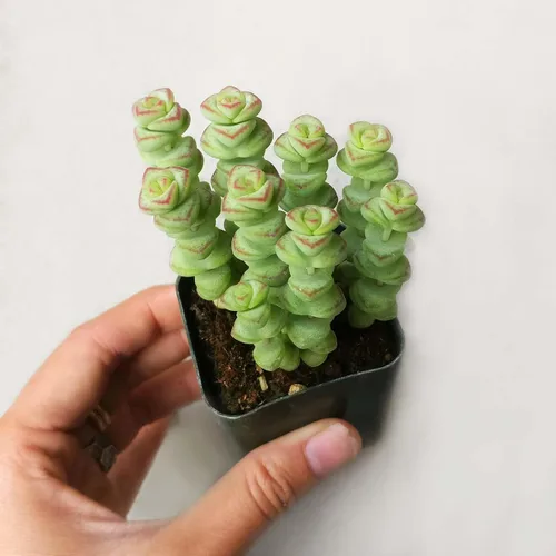 Vista 4 de Caja de suculentas Colección única de suculentas de Crassula vivas, fáciles de cultivar, planta de interior para el hogar, totalmente enraizadas