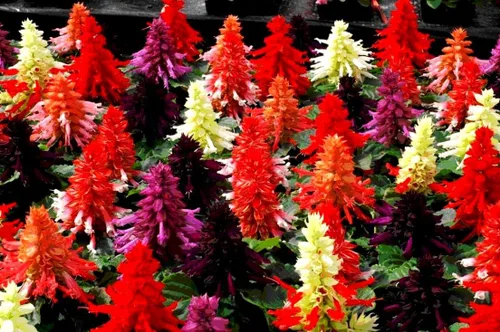 Vista 2 de Mezcla de Salvia de salvia multicolor, más de 30 semillas para cultivar sin OMG