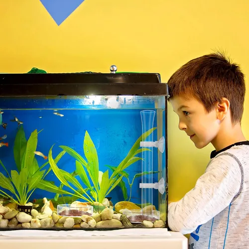 Vista 6 de Chengu Juego de 3 tubos y platos de alimentación de camarones, tubo de alimentación de camarones de vidrio de 8 pulgadas y 2 cuencos de acuario