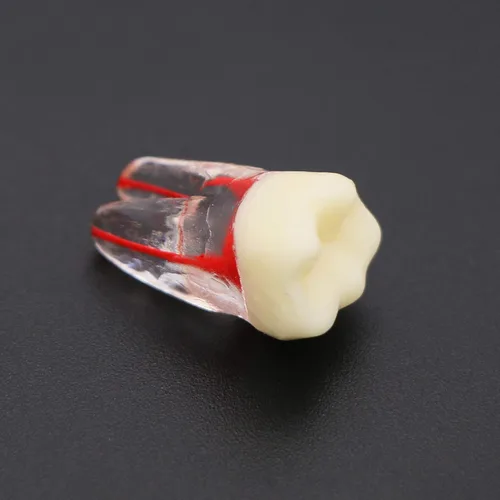 Vista 4 de 8pcs dientes modelo endodoncia endodoncia archivo RCT práctica pulpa para enseñanza estudio