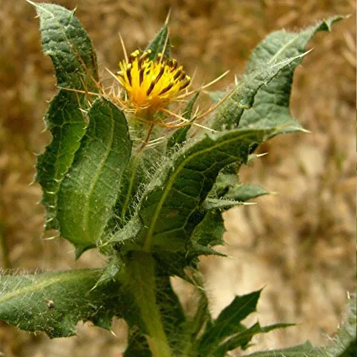 Vista 2 de Blessed Holy Thistle Seeds (Cnicus benedictus) Más de 10 semillas de hierbas medicinales raras en cápsulas de semillas congeladas para el jardinero