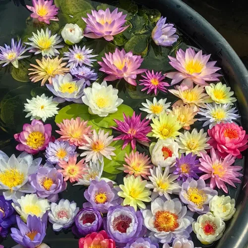 Vista 7 de Semillas de loto mixtas para plantar, 35 semillas de plantas de lirio de agua, tazón sin OMG, semillas de jardín frescas de loto para el hogar