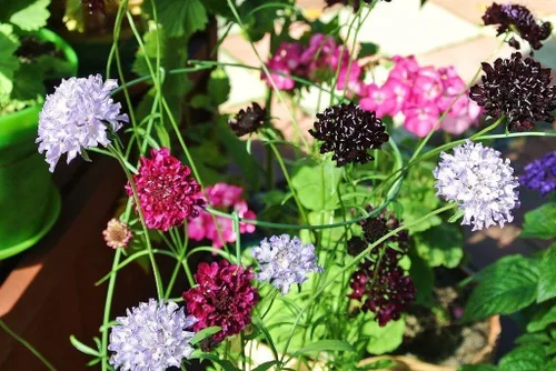 Vista 5 de Semillas Alfiletero Flor Mezcla Scabiosa Flores Anuales