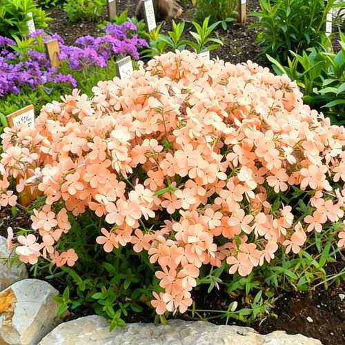 Vista 6 de Semillas de Phlox rastreras para plantar, 1020 piezas de semillas de flores perennes enanas rastreras Phlox plantas de cobertura del suelo, sin OMG