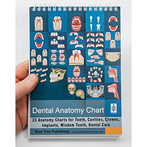 Vista 3 de Dentista Higienista Asistente Dental Estudiante Paquete de Regalo de 19 Piezas