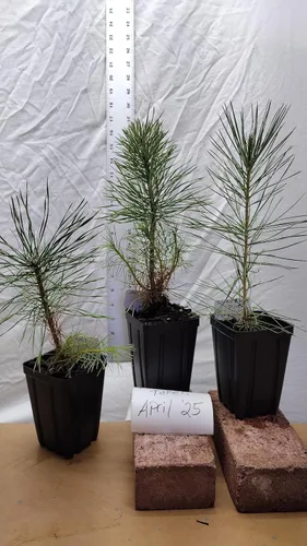 Vista 6 de Pino negro japonés Árbol de 1 año en maceta de vivero. Pinus thunbergii. Pino Thunbergiana. Pino verde. Listo para paisaje o bonsái
