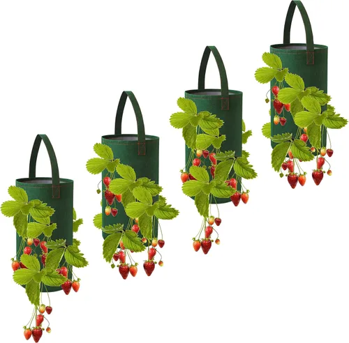 Vista 3 de Seascape Everbearing - Plantas de raíces desnudas de fresa, 25 por paquete, plantas resistentes sin OMG