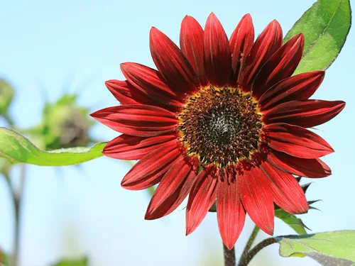 Vista 2 de 25 semillas de flor de girasol Helianthus annuus RED VELVET QUEEN