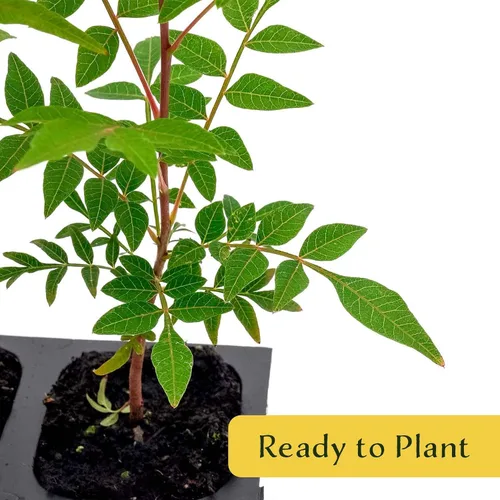 Vista 6 de 1 árbol de pistache chino Árbol joven vivo en cubo de vivero de 2.5 pulgadas Variedad Pistacia Chinensis Toldos de sombra caducifolios
