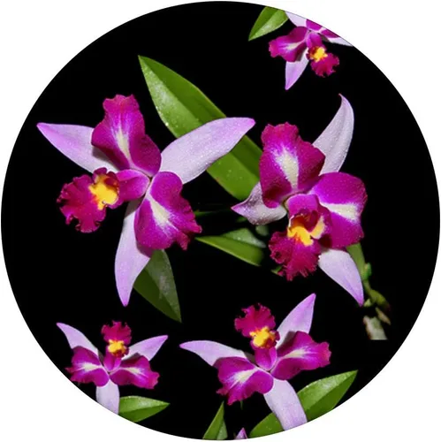Vista 5 de Orquídea - Soporte para teléfonos y tabletas, Negro