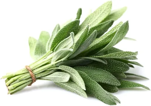 Vista 2 de Hoja ancha de salvia (50 semillas)