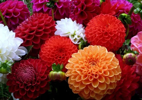 Vista 8 de Semillas Dahlia Pompon Mix - Orgánico