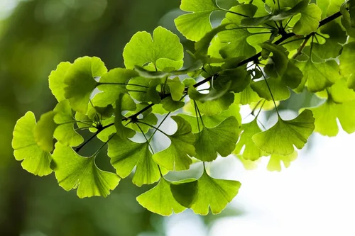 Vista 5 de 10 semillas de hierba de fruta de naranja de otoño de Ginkgo BILOBA árbol de culantrillo amarillo