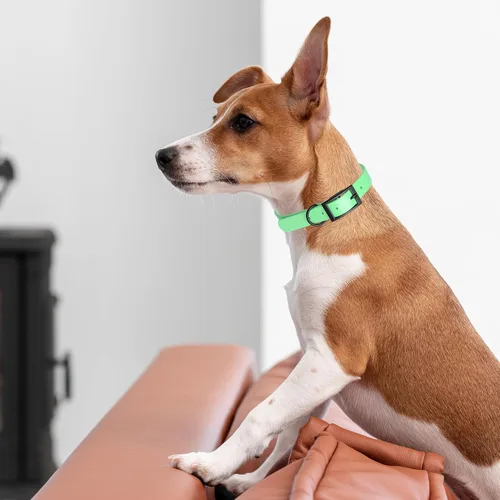 Vista 168 de Dogline Biothane - Collar impermeable para perro con hebilla de liberación rápida, resistente cincha de nailon recubierta con resistente y a prueba