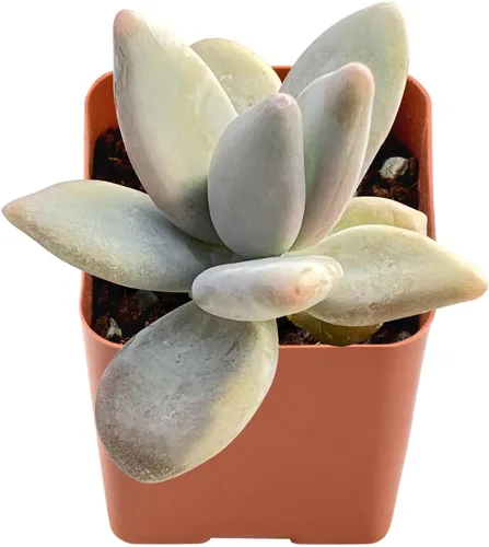 Vista 5 de Plantas suculentas vivas de 2", Aeonium 'Superbang', suculentas mini en maceta, planta de interior de fácil cuidado, regalos únicos, decoración