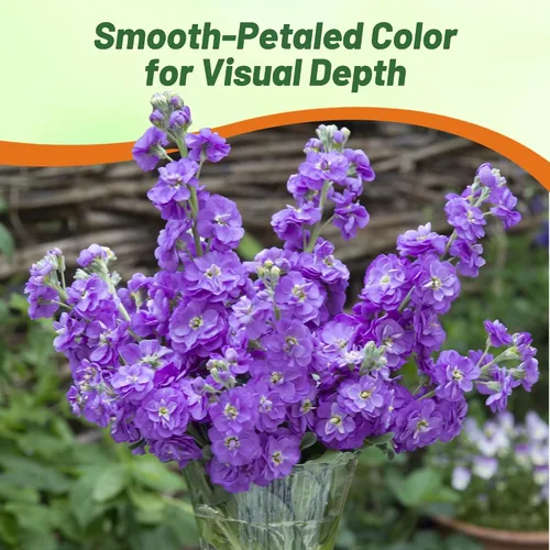 Vista 6 de Outsidepride Ten Week Blue Mattiola Stock Seeds – 1000 semillas anuales de flores para plantar con flores fragantes que atraen a los polinizadores