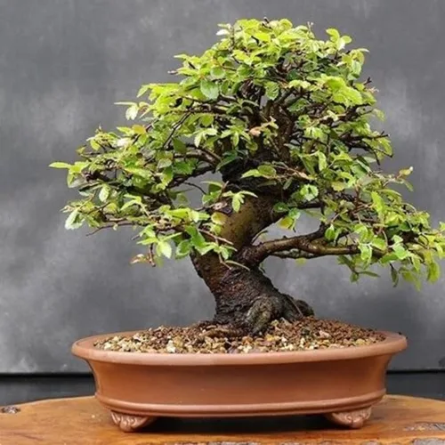 Vista 2 de 5 olmos chinos vivos de 6 a 12 pulgadas Olmo de rápido crecimiento para filas límites y paisajismo de jardín Planta de exterior fácil de cultivar
