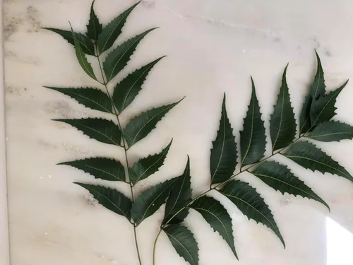 Vista 4 de Hojas frescas de neem (50) Margosa, Azadirachta Indica, lila india, nim, el nimbo de la India Uso de té sin cafeína Remedio herbario