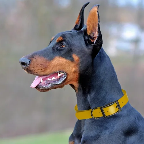 Vista 218 de Dogline Biothane - Collar impermeable para perro con hebilla de liberación rápida, resistente cincha de nailon recubierta con resistente y a prueba