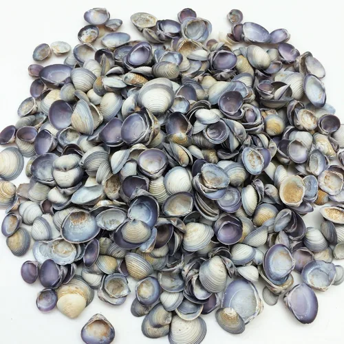 Vista 3 de PEPPERLONELY Pequeñas conchas de almeja violeta, 8 oz aprox. 1/2 pulgada ~ 3/4 pulgadas