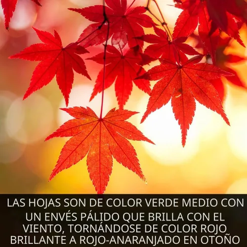 Vista 3 de Paquete de 3 arces rojos (Acer rubrum) – Árboles de sombra resistentes vivos, follaje rojo vibrante, árboles paisajísticos de rápido crecimiento