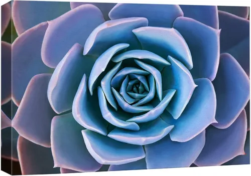 Vista 27 de wall26 Lienzo impreso para pared, diseño de rosa del desierto, suculentas, naturaleza, desierto, fotografía, realismo, floral, botánico, suroeste