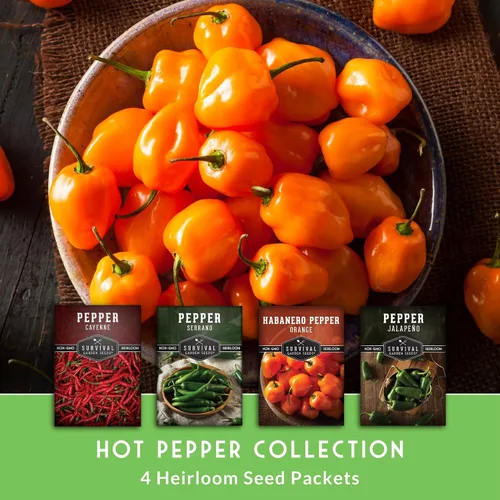 Vista 3 de Paquete variado de semillas de pimiento picante para plantar 4 variedades: jalapeño, serrano, cayena y habanero – chiles tradicionales picantes