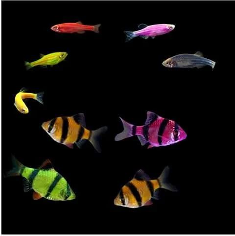 Vista 3 de Colecciones de peces vivos GloFish (10G Active)