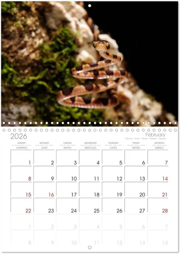 Vista 6 de REPTILES (calendario mensual de pared 2022 11.7 x 16.3 in (abierto)