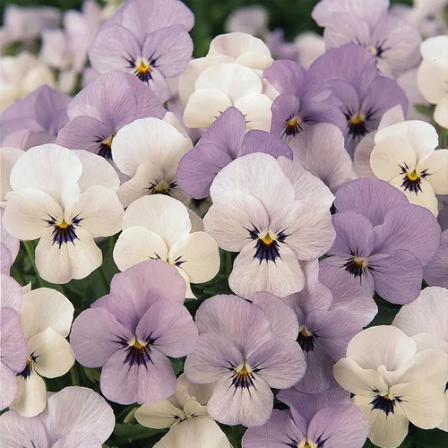 Vista 2 de Viola Flower Garden Seeds - Sorbet F1 Series - Mezcla - 100 Semillas - Semillas Anuales de Jardinería de Flores
