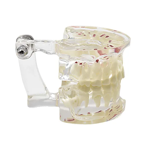 Vista 3 de Modelo de dientes para niños,Modelo de dientes de demostración dental transparente,Modelo de enseñanza de Typodont
