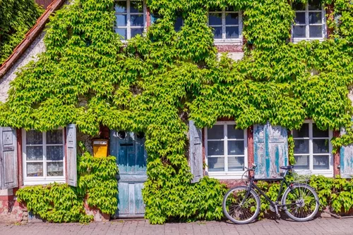 Vista 2 de Virginia Creeper Seeds - 50+ Semillas - Parthenocissus quinquefolia