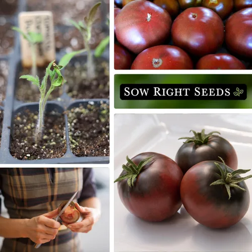 Vista 4 de Sow Right Seeds - Semillas de tomate púrpura Cherokee para plantar - Paquete de reliquia sin OMG con instrucciones para plantar un huerto casero