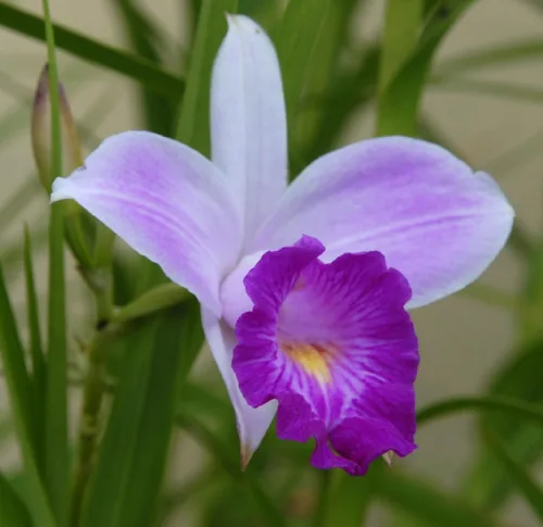 Vista 6 de Bulbos fragantes de orquídeas de bambú hawaiano, paquete de 5 plantas con flores vivas