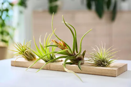 Vista 2 de Tillandsia Plantas de aire vivas de interior (paquete de 100), plantas de aire, recuerdos de fiesta a granel o recuerdos de boda, plantas vivas