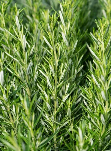 Vista 2 de 3 plantas de romero resistentes para plantar, plantas de romero culinario, plantas de romero culinario, hierbas aromáticas, flores azules de 3 a 6