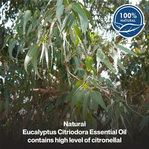 Vista 2 de uh*Roh*Muh Aceite esencial de eucalipto orgánico Citriodora Aceite esencial certificado por USDA 100% puro y natural Aceite esencial de alta