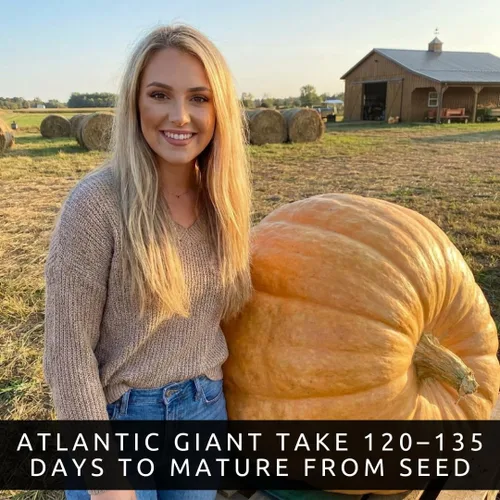 Vista 5 de La calabaza más grande del mundo 10 semillas Cultiva calabazas gigantes del Atlántico
