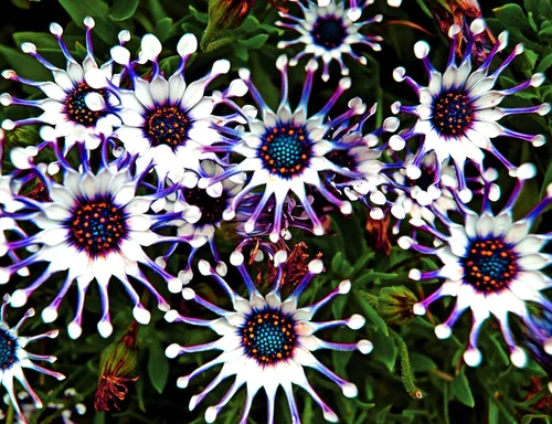 Vista 2 de 100 semillas raras de margaritas moradas planta de jardín de flores