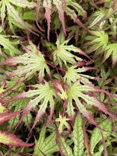 Vista 2 de Phantom Flame - Arce japonés blanco con puntas de hojas rojas - Árbol vivo de 2 años