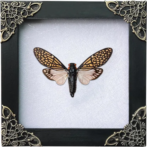 Vista 101 de 2 Real Dragonfly Specimens Shadow Box Framed Insect Display Oddities Curiosities Entomology Collection Natural History Wall Decor Gift for Nature