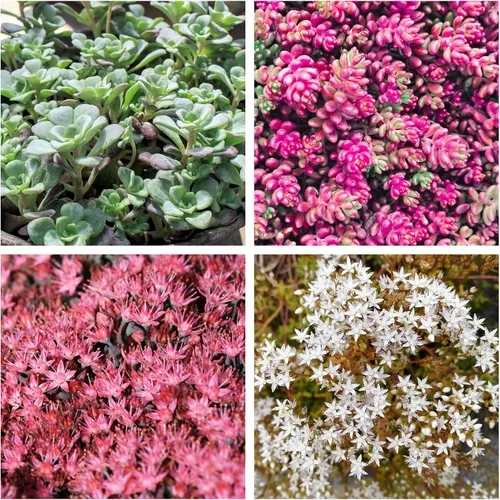 Vista 4 de 150 Semillas de flores suculentas de Sedum Stonecrop Mixtas Rojo, Blanco, Amarillo, Rosa, Púrpura