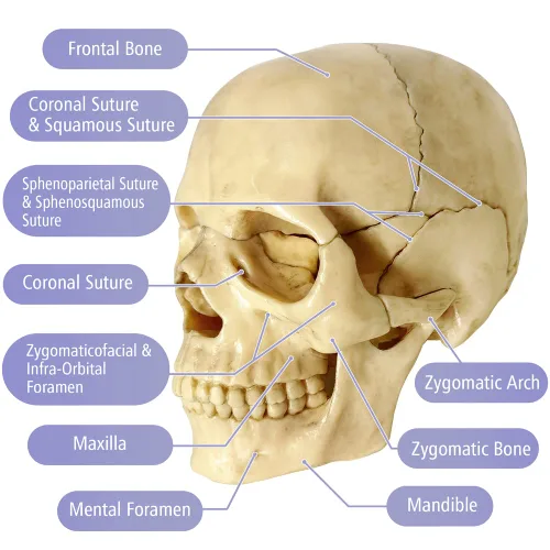 Vista 5 de EVOTECH SCIENTIFIC Mini modelo de calavera humana, 15 piezas didácticas modelo de calavera de anatomía explosionada del tamaño de la palma