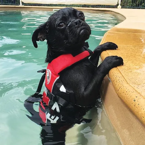 Vista 4 de EzyDog DFD Micro - Chaleco salvavidas para perros pequeños, chaleco de seguridad para nadar ajustable para perros de menos de 15 libras con ribete