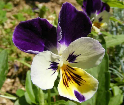 Vista 5 de 500 semillas de flores de viola Johnny Jump UP Helen Mount Tricolor Flower