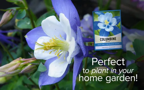 Vista 4 de Gardeners Basics, Blue Columbine Seeds para plantar (Aquilegia Seeds) - Hermosa flor perenne azul para plantar en tu jardín de flores, polinizada
