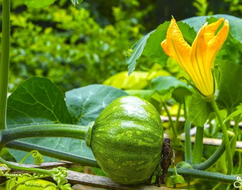 Vista 3 de TomorrowSeeds - Semillas de calabaza Kabocha - Más de 20 unidades - para plantar calabaza japonesa verde Hokkaido Ebisu asiático Tetsukabuto