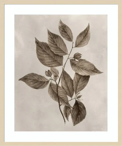 Vista 7 de Amanti Art Lienzo decorativo para pared enmarcado de 24 x 20 pulgadas, muestra de árbol III de Vision Studio, arte de pared de naturaleza